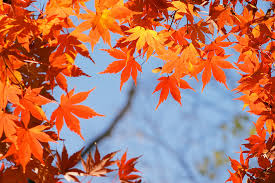 autumn-leaves_00032